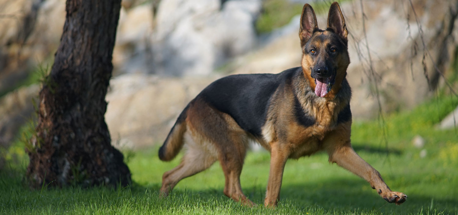 retournement estomac chien combien de temps après le repas.jpg